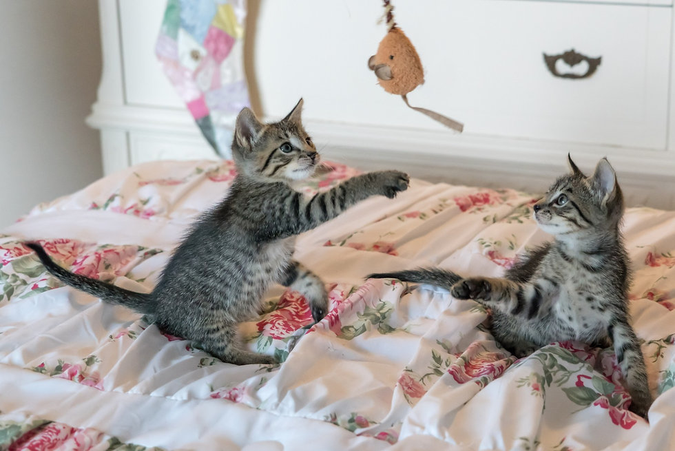 Double trouble.jpeg