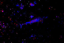 Galactic Sharks - 139