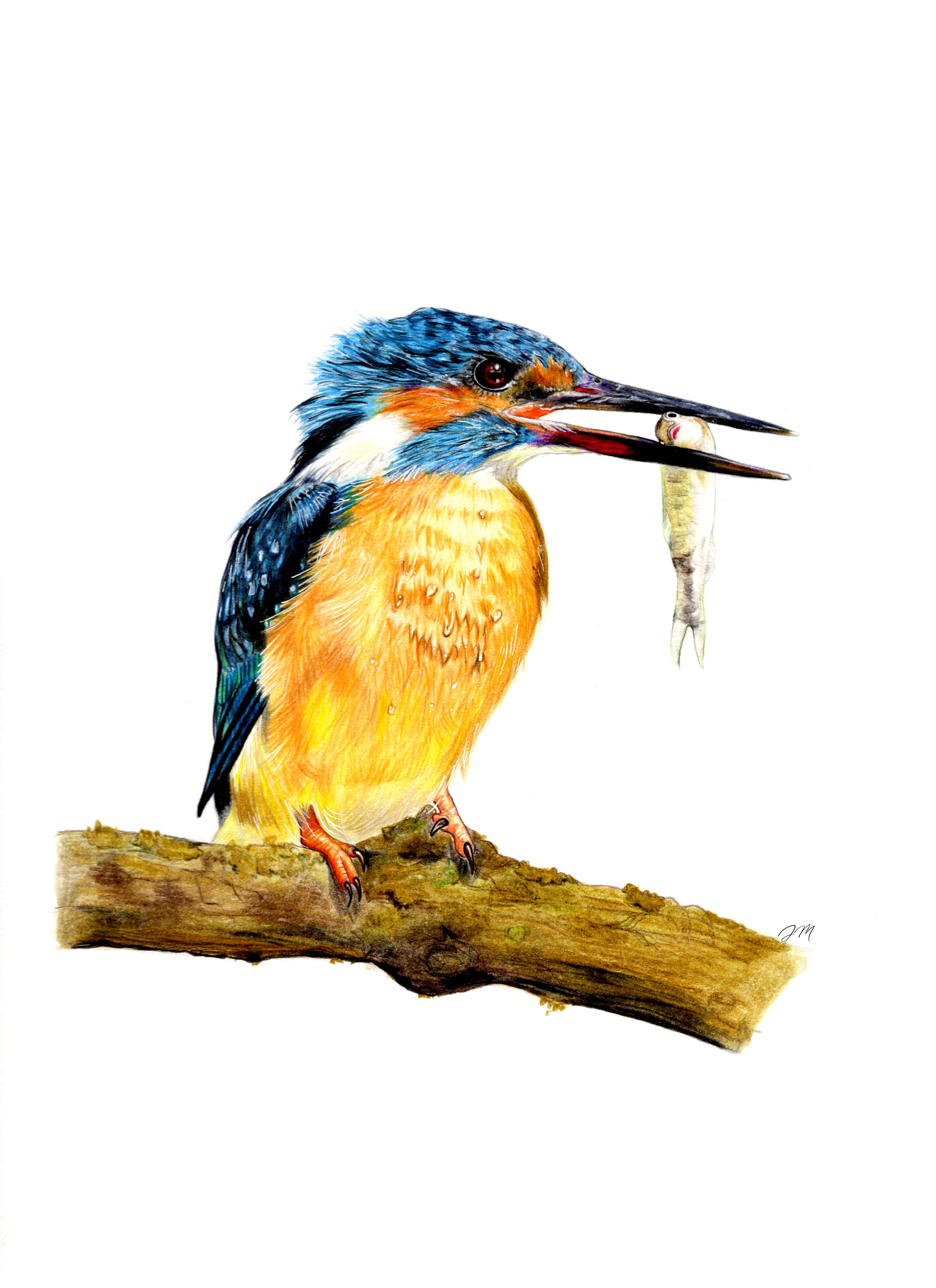 The Kingfisher: Color Pencil Portrait Print