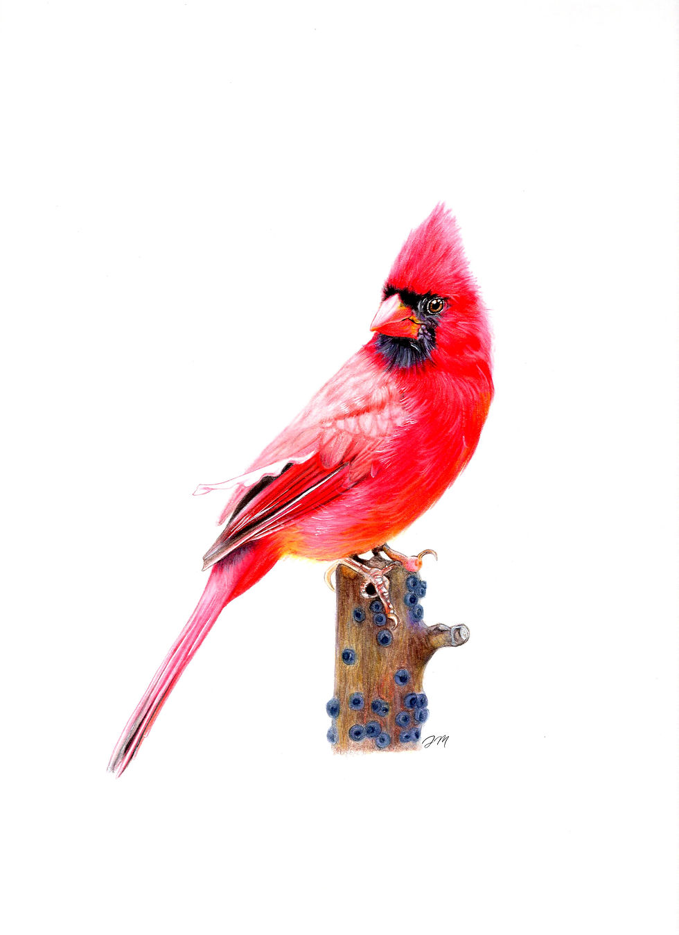 Cardinal: Color Pencil Print