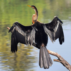 oriental-darter