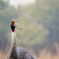 sandhill-crane