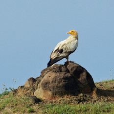 egyptian-vulture