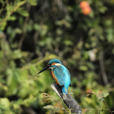 kingfisher