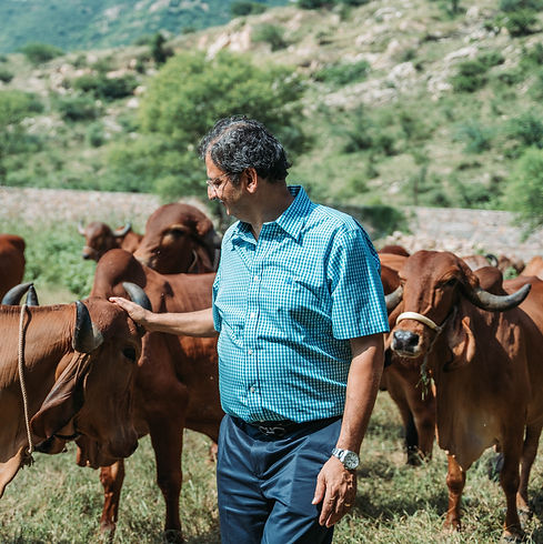 Rahul-Kapur-with-Gir-Cows.jpg