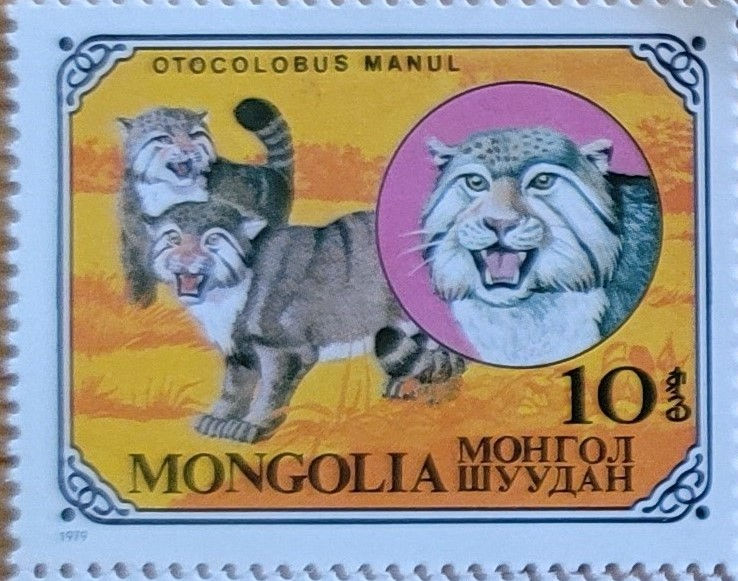 Otocolobus manul