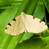 Heterophleps triguttaria