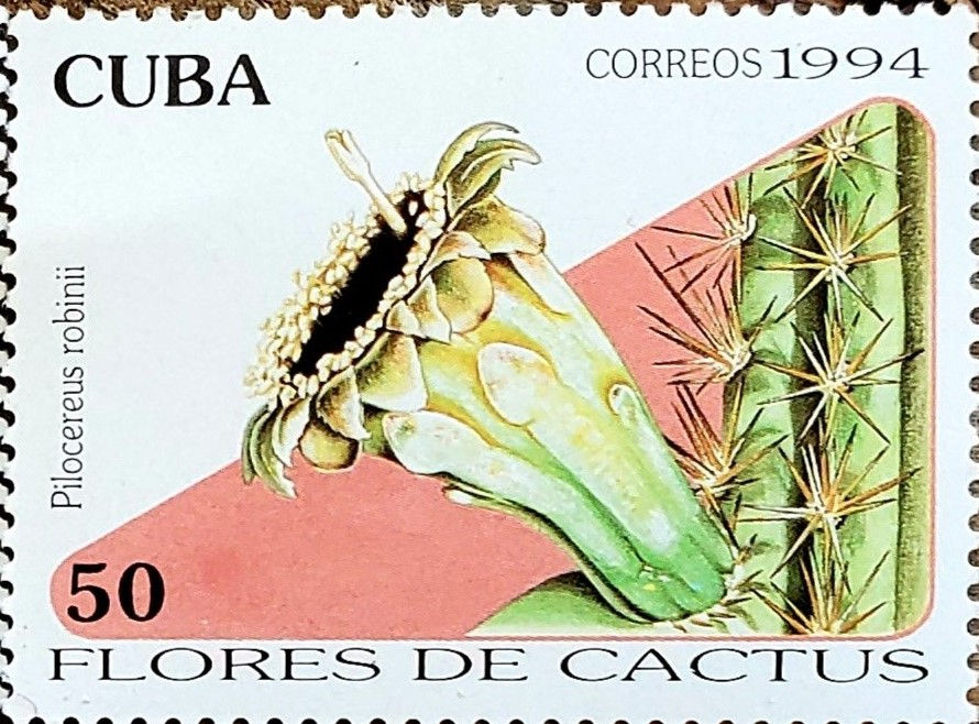 Pilocereus robinii