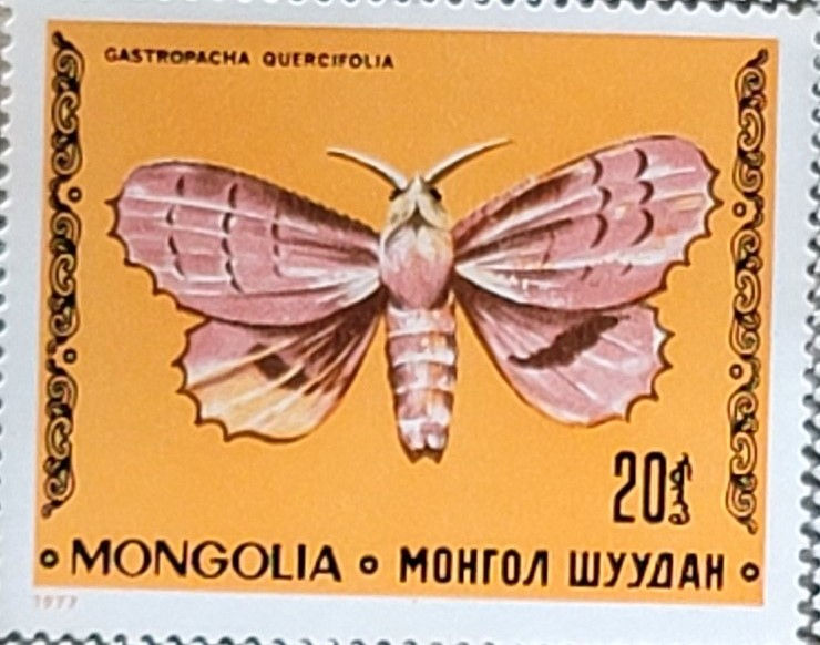 Gastropacha quercifolia