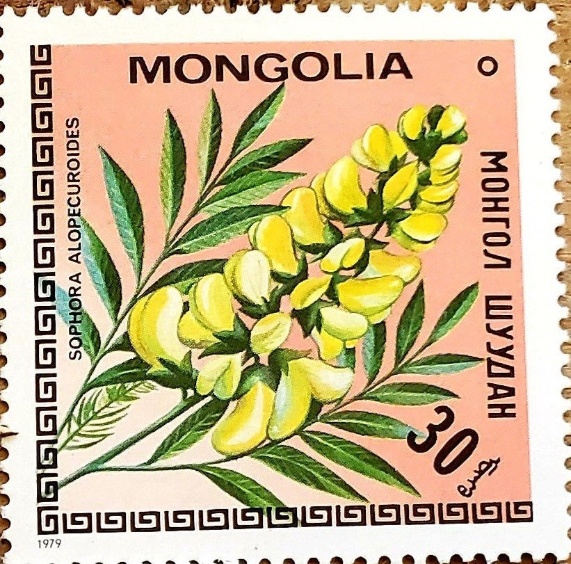 Sophora alopecuroides