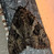 Catocala piatrix