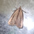 Macrochilo orciferalis