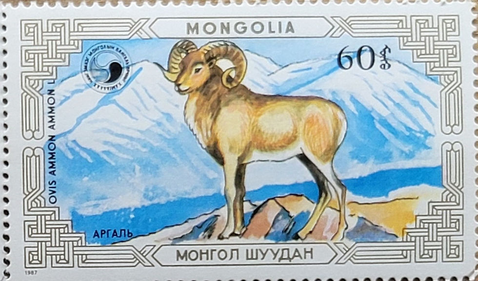 Ovis ammon ammon