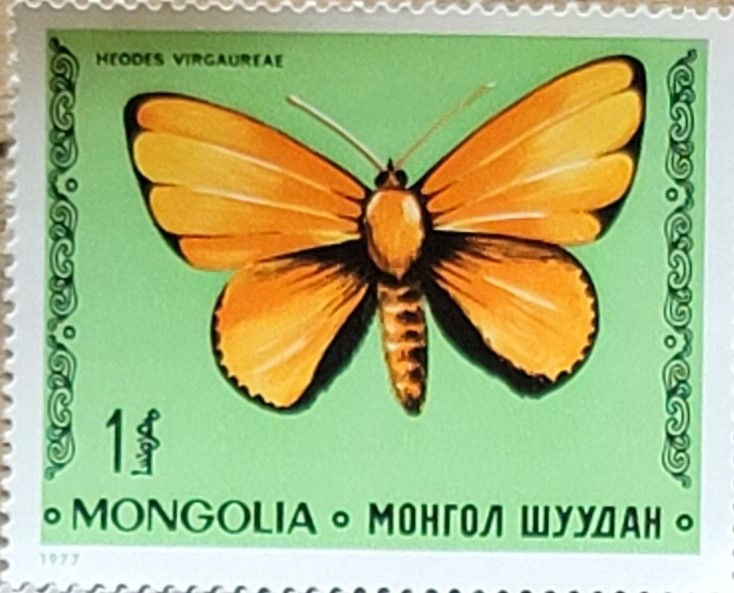 Heodes virgaureae