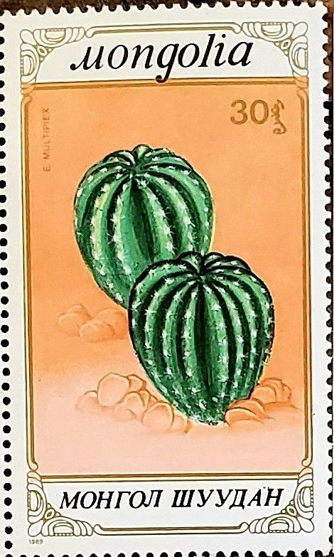 Echinopsis multiplex