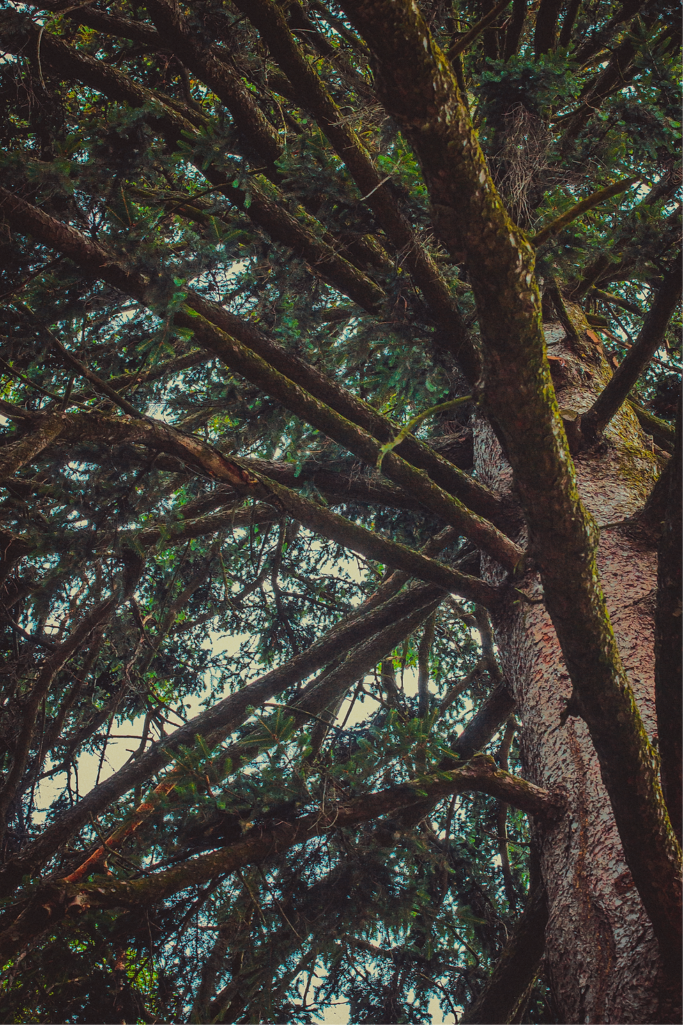 mesmerizing-view-branches-thick-tree-with-blue-sky-background 1.png