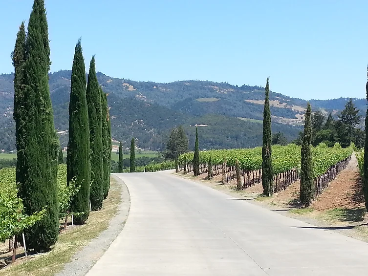 Napa Valley bike ride