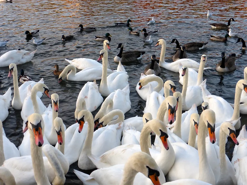 Swans - Windsor Castle 