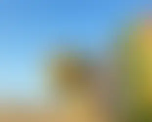 Napa Valley, Califórnia: o Paraíso dos Amantes de Vinho