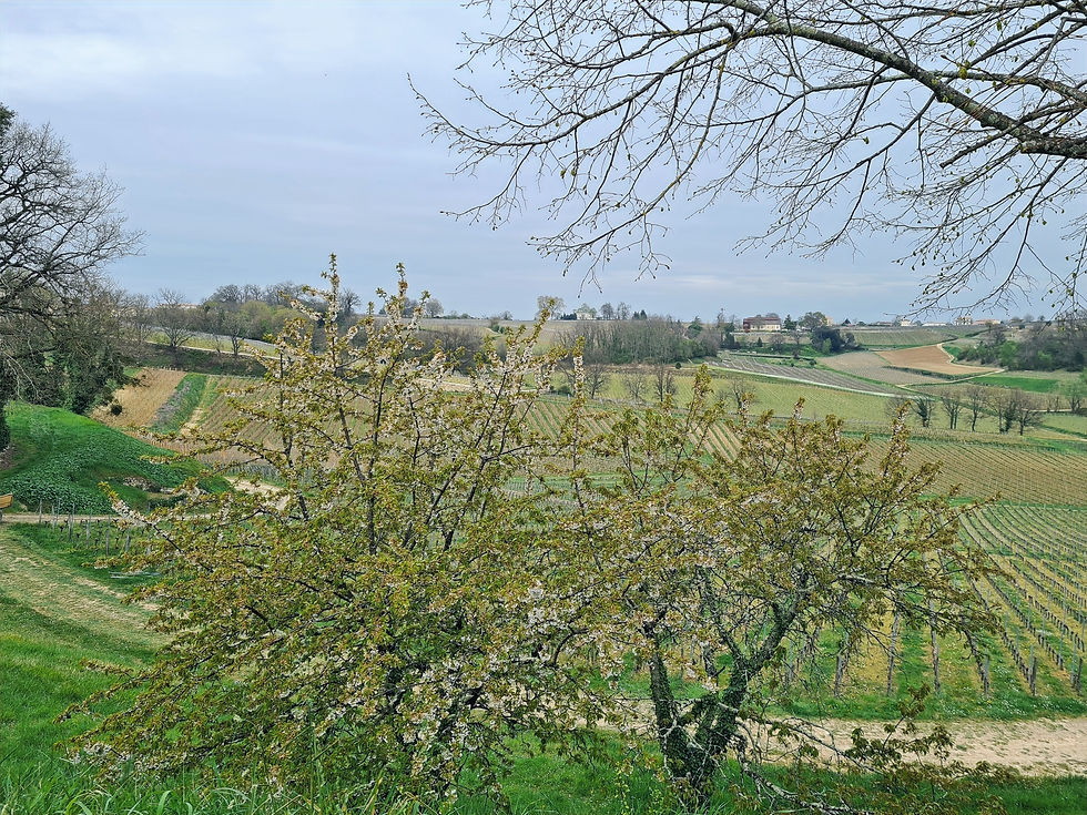 Rolling Bordeaux vineyard hills in early spring with blossoming trees in the foreground and a château in the distance, France