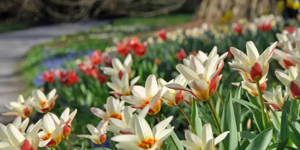 Mainau: os jardins mais bonitos da Europa na Primavera