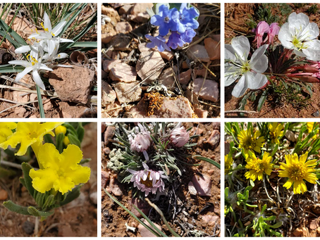 A field note on tenacity and interdependence