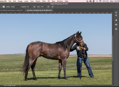 How to take Sale Horse Pictures pt.3
