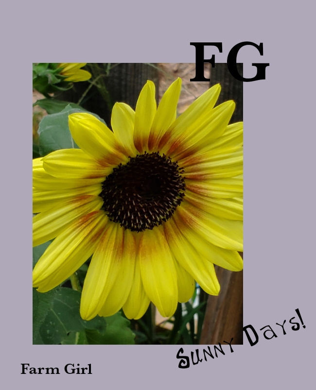 Miniatura: Posters featuring A Farm Girls Life!