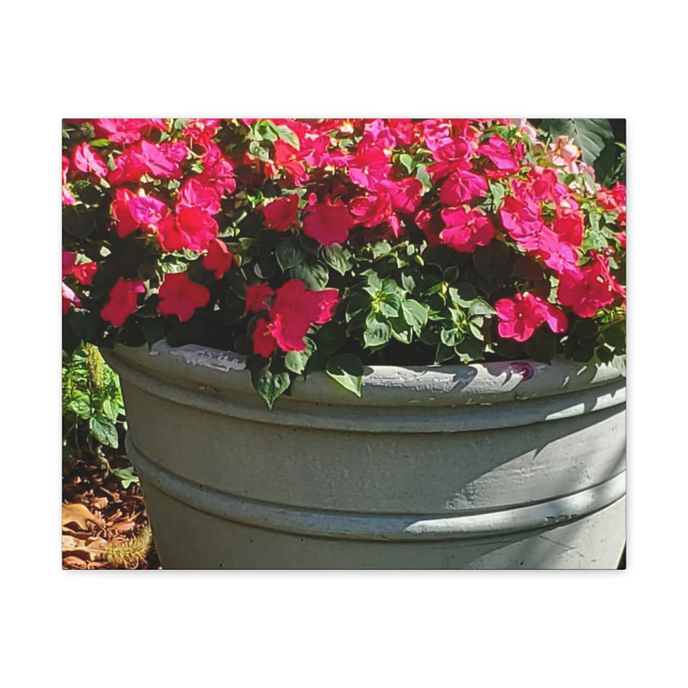 Thumbnail: Pot of Impatiens
