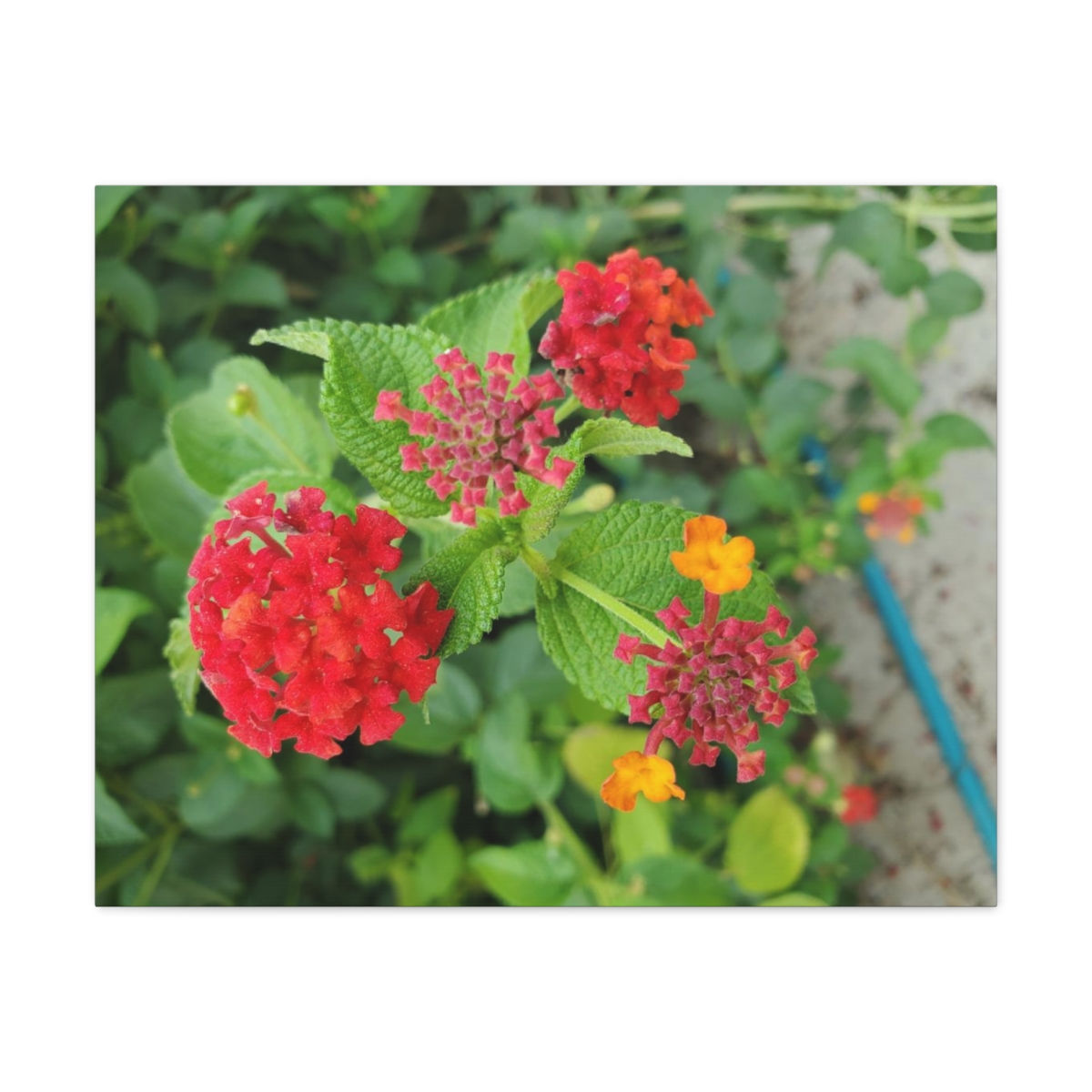 Hot Red Lantana