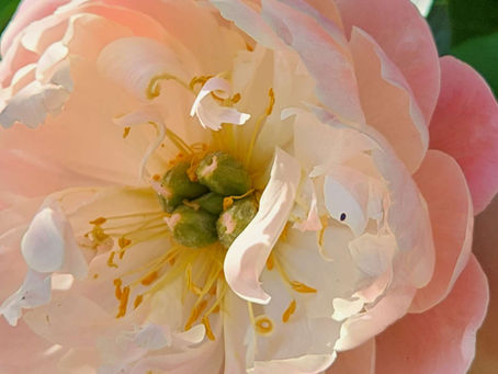 A Day Without Kiddos!