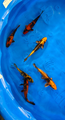 Utsuri Collection | ATX Koi