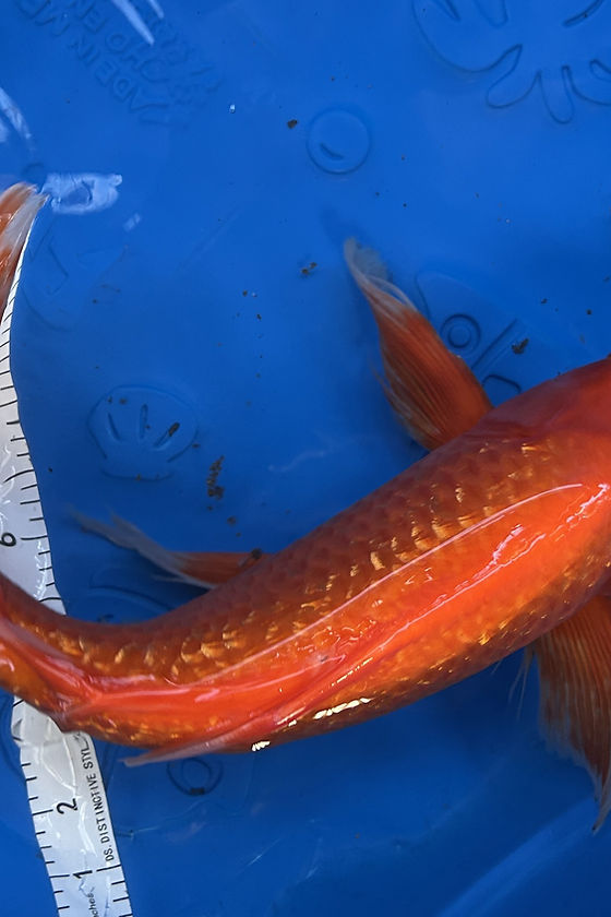 Koi For Sale | ATX Koi