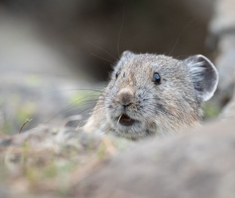 Pika photograph