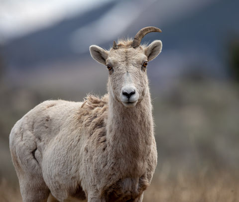 One-horned ewe at Blacktail Pond