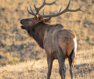 Bugling Bull Elk