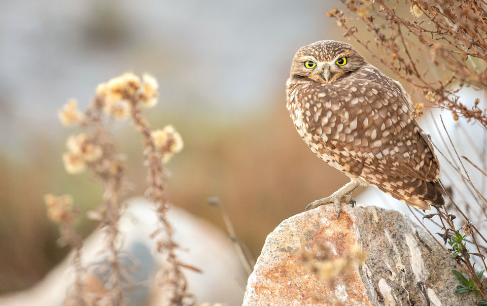 Burrowing Owl, Encinitas, California