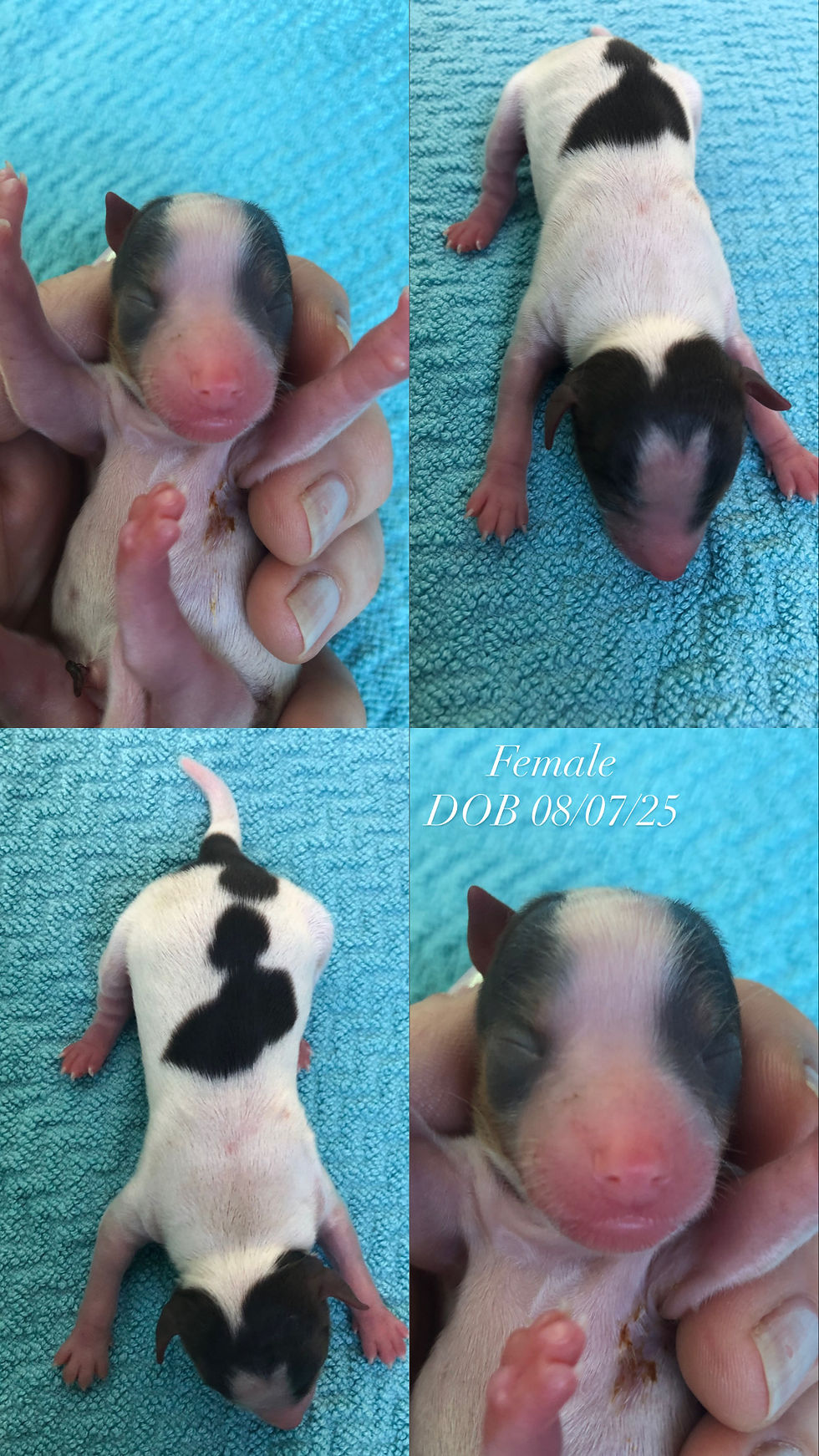 8290E5B8-2D78-4B0D-BA64-785EF0110031