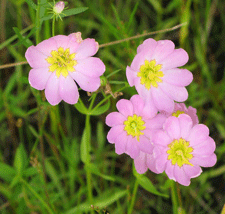 Plymouth gentian (Sabatia kennedyana)