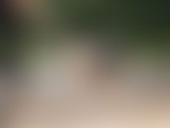 a dog barking towards the camera