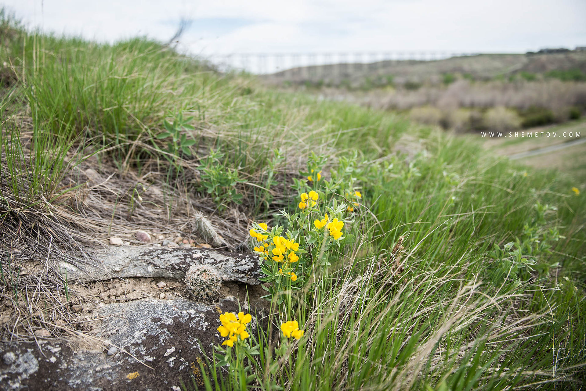 Cactus in Lethbridge