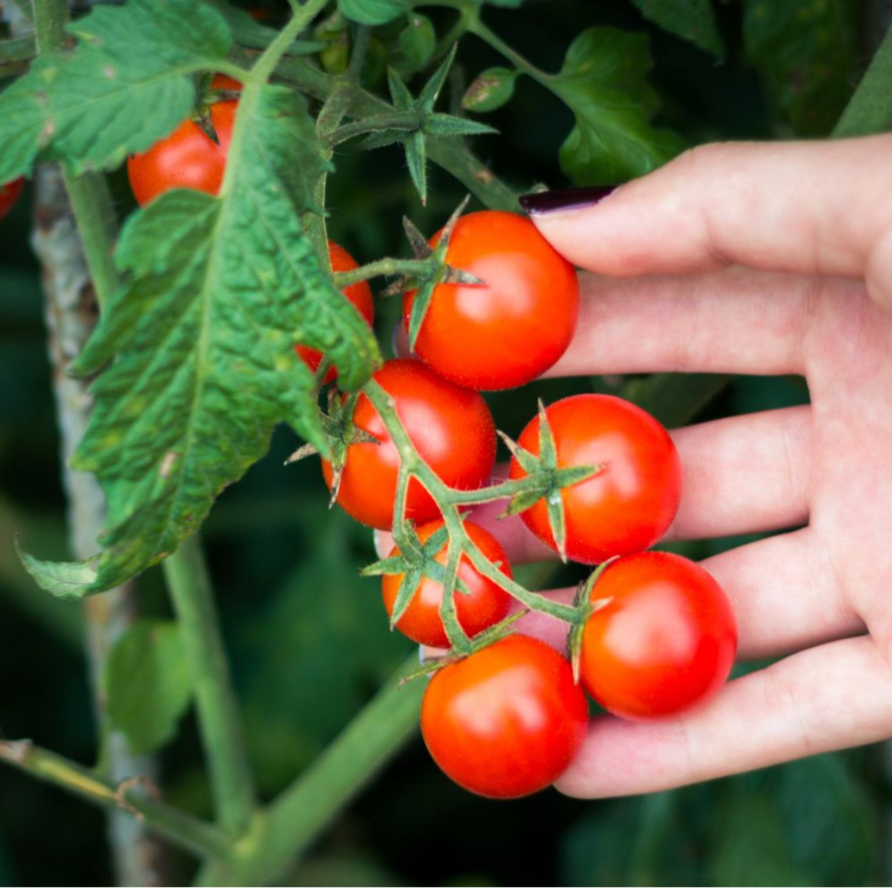 SEEDS | Cherry Tomato Berry