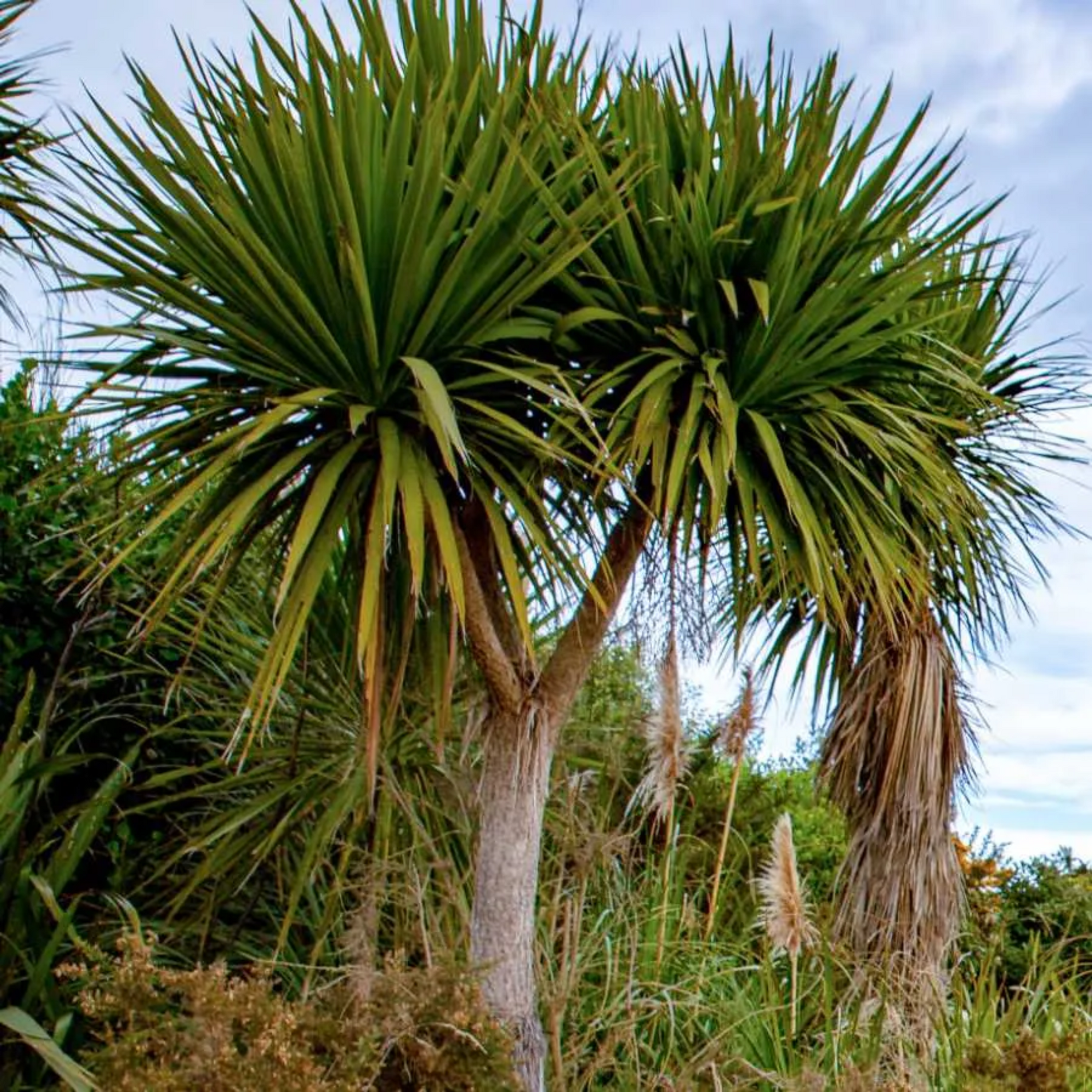 SEEDS | Cabbage Tree
