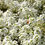 Thumbnail: SEEDS | Alyssum Carpet of Snow 0.2g