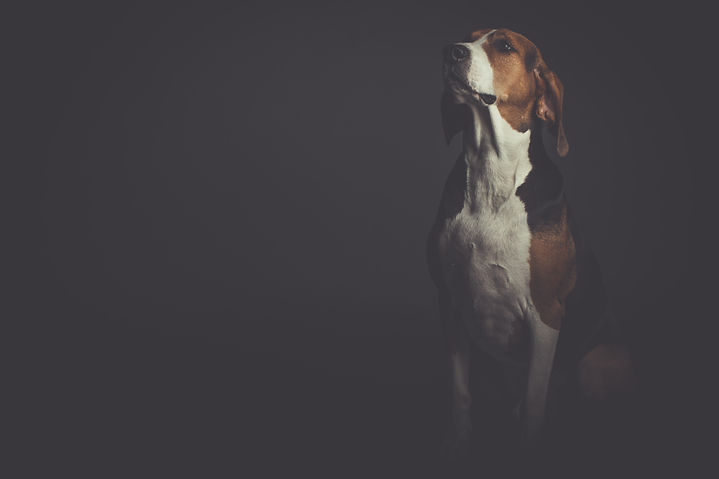 aaron-barnaby-dp2m5glF2Y4-unsplash.jpg