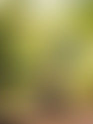 The Power of Mindful Reflection: How to Connect with Your Inner Self