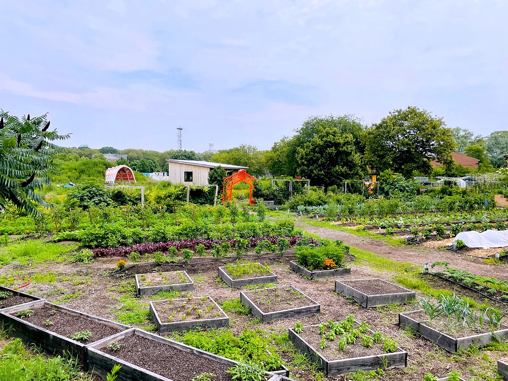 Urban farm located in Governors Island, New York with numerous garden beds with vegetables growing in the dirt.