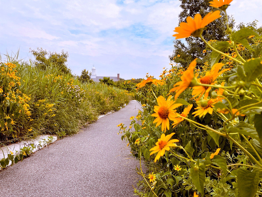 A concrete walking path in Governors Island, New York lined with an abundance of green plants and yellow flowers that look like mini sunflowers.