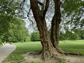 How Audio Walks Will Change The Way We Explore Cities.