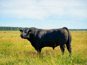 Beef Cattle Breed Season 